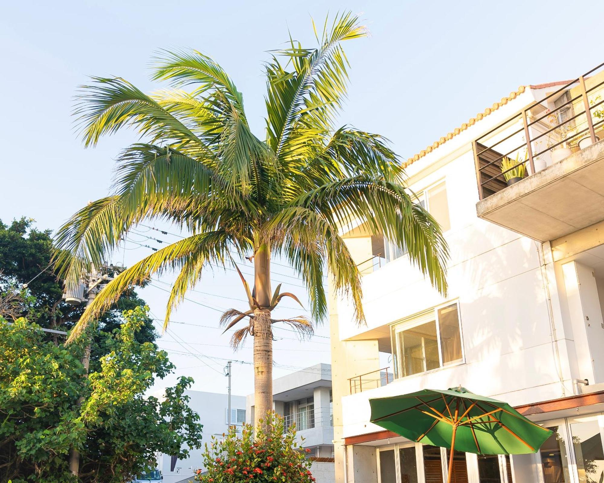 Sky Ocean - Ishigaki Eco-Resort - Newly Renovated Екстериор снимка